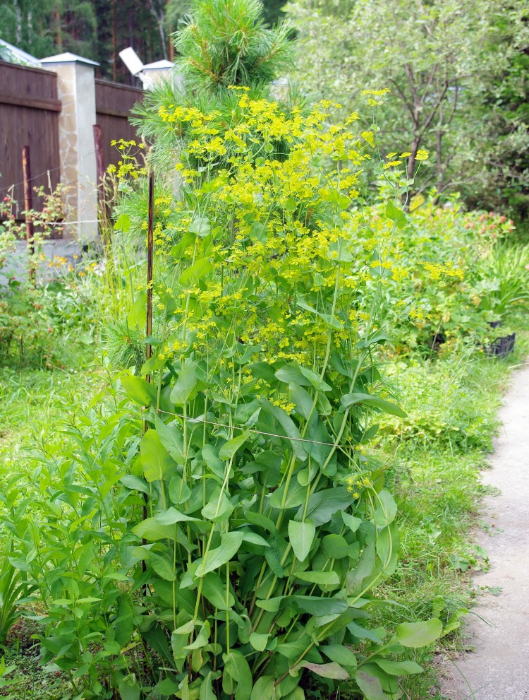 Володушка золотистая, Bupleurum aureum Многолетник с желтыми цветами, используется как декоративное и лекарственное растение. 
- Высота 50-100 см.
